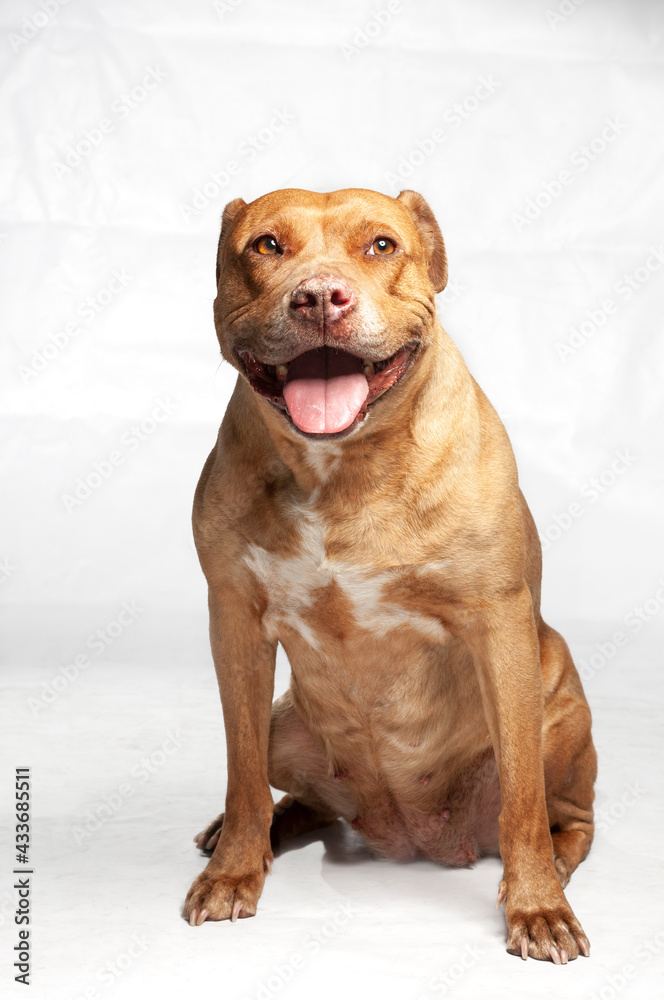 Obraz premium brown pitbull dog female sitting down on a white background, sticking out her tongue.