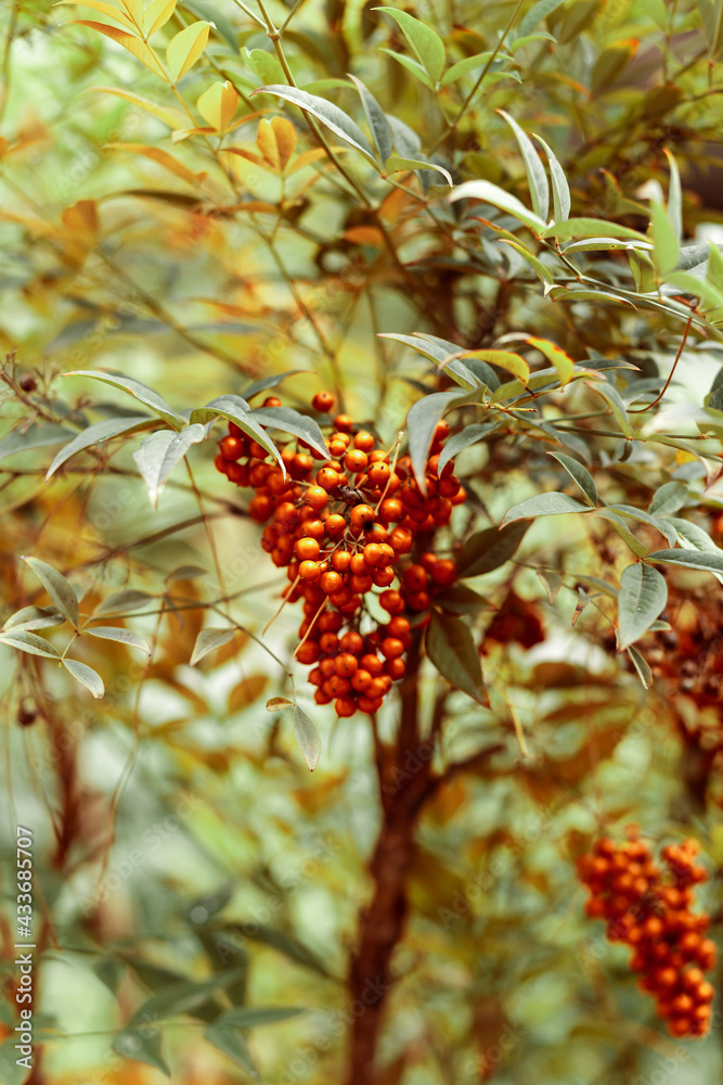 red berries hanging on green bush . Ardisia crenata red berries hanging on green bush . Ardisia crenata