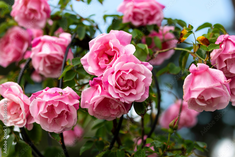 close up of beautiful pink roses blooming in the garden