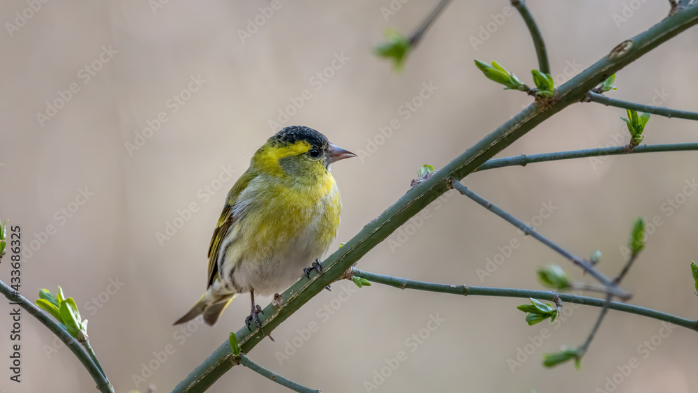 bird, natur, ast, wild lebende tiere, gelb, baum, wild, bunt, tier, singvogel