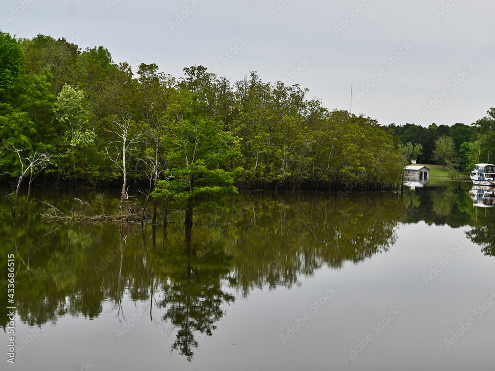 Cypress Forest in Bayou with Anchored House Boat and Reflections in Louisiana