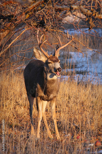 young mule deer buck with mouth open laughing