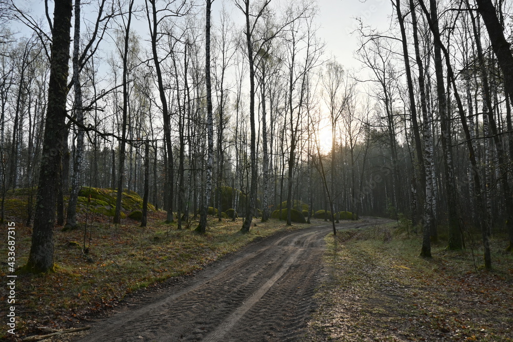 Fototapeta premium Ancient stones in the forest 
