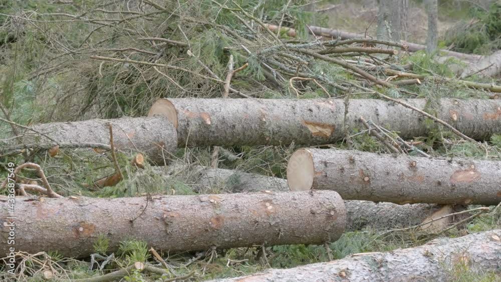Closer look of the fallen spruce tree logs on the forest ground Closer look of the fallen spruce tree logs on the forest ground