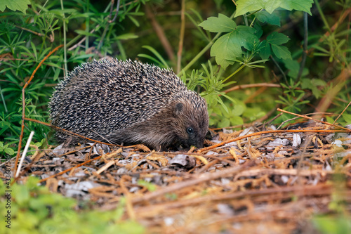 Hedgehog in search of food at the edge of the forest.