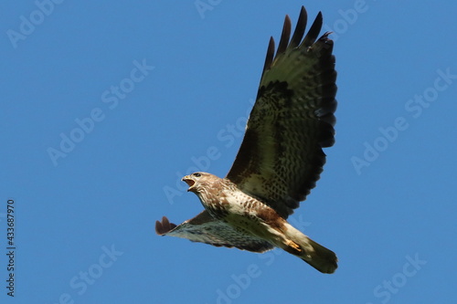 Obraz na plátně buse variable criant dans le ciel bleu