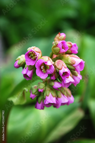 delicate pink badan bells among green leaves