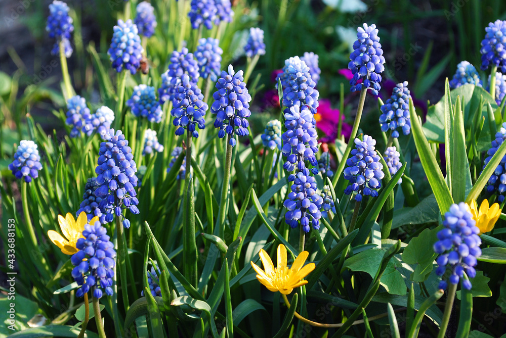 Fototapeta premium delicate blue muscari bright decoration of a spring flower bed