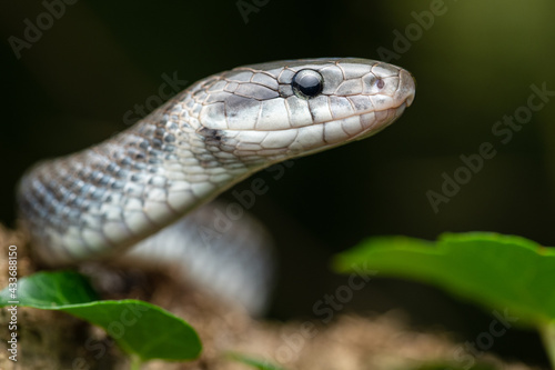 Portrait Aesculapian snake Zamenis longissimus with parcial melanism in nature