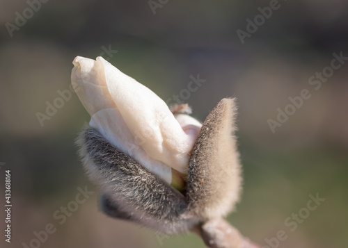 Closeup of white magnolia tree bud against blurry grey background