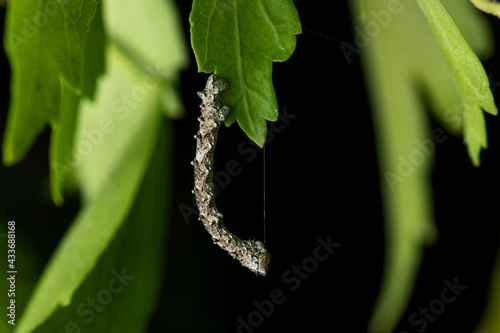 Small caterpillar of some species of moth of the family Geomitridae hanging on a green leaf photo