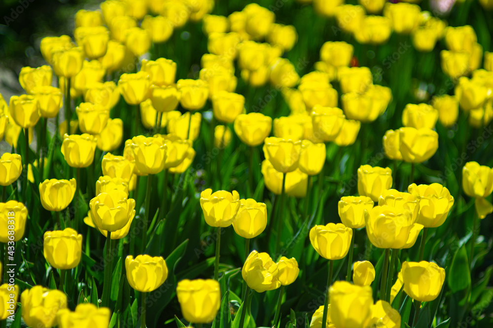 Obraz premium Beautiful yellow tulips flowers in spring garden