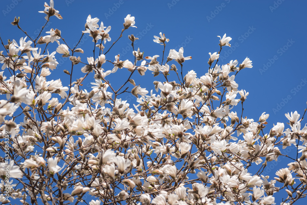 Blooming white magnolia tree against clear blue sky background on sunny spring day Blooming white magnolia tree against clear blue sky background on sunny spring day