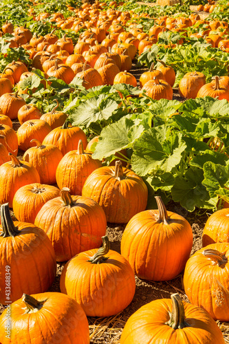 pumpkin patch at Halloween
