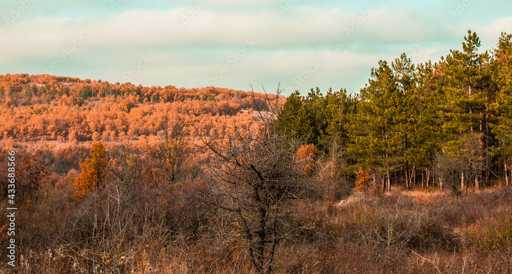 Fototapeta premium autumn in the forest