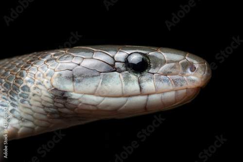 Portrait Aesculapian snake Zamenis longissimus with parcial melanism in nature