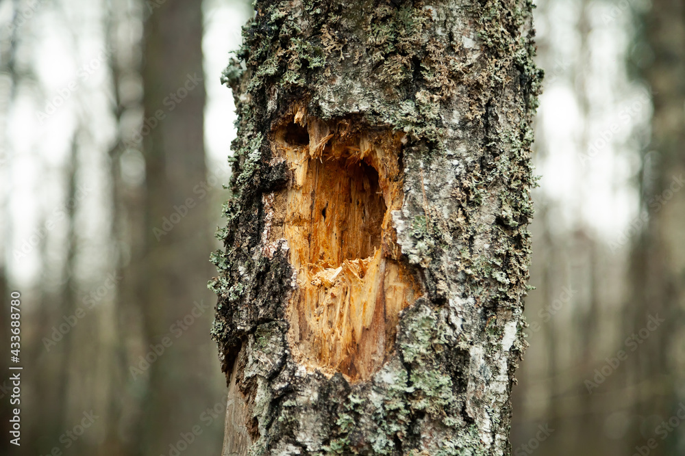 A hollow in a rotten old tree. Part of an old rotten tree trunk with a hollow old tree trunk decorated with woodpecker holes A hollow in a rotten old tree. Part of an old rotten tree trunk with a hollow old tree trunk decorated with woodpecker holes