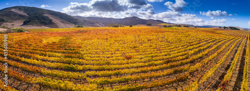 panoramic aerial view of an autumn vineyard, Santa Ynez Valley, California