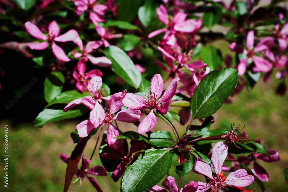 Naklejka premium A flowering branch of a decorative apple tree of the Malus Royalty variety. Beautiful dark pink flowers. A sunny spring day.