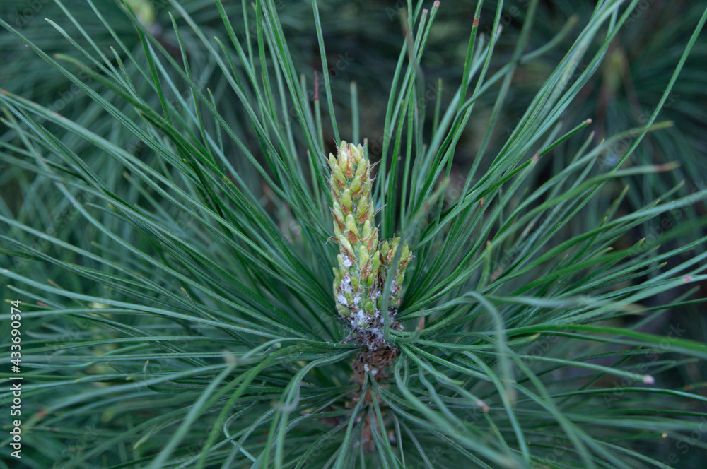 close up of pine needles close up of pine needles