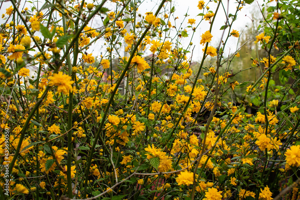 Yellow flowers on the bushes