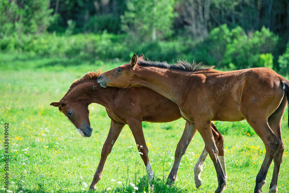 freely playing foals at the pasture. summer freely playing foals at the pasture. summer