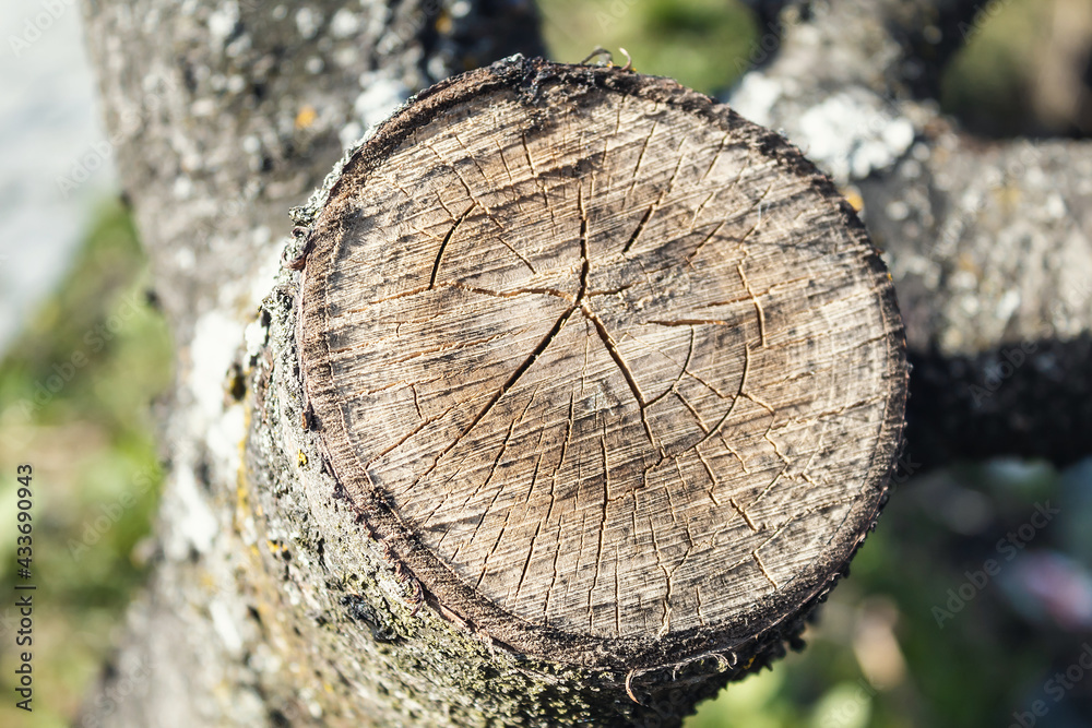 Textured wood. Cracks on a sawn tree. Solid material. Old wood