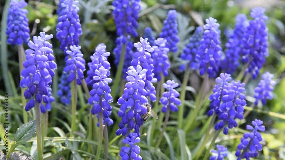 Beautiful blue muscari flowers with bee, blooming, spring, closeup with Beautiful blue muscari flowers with bee, blooming, spring, closeup with
