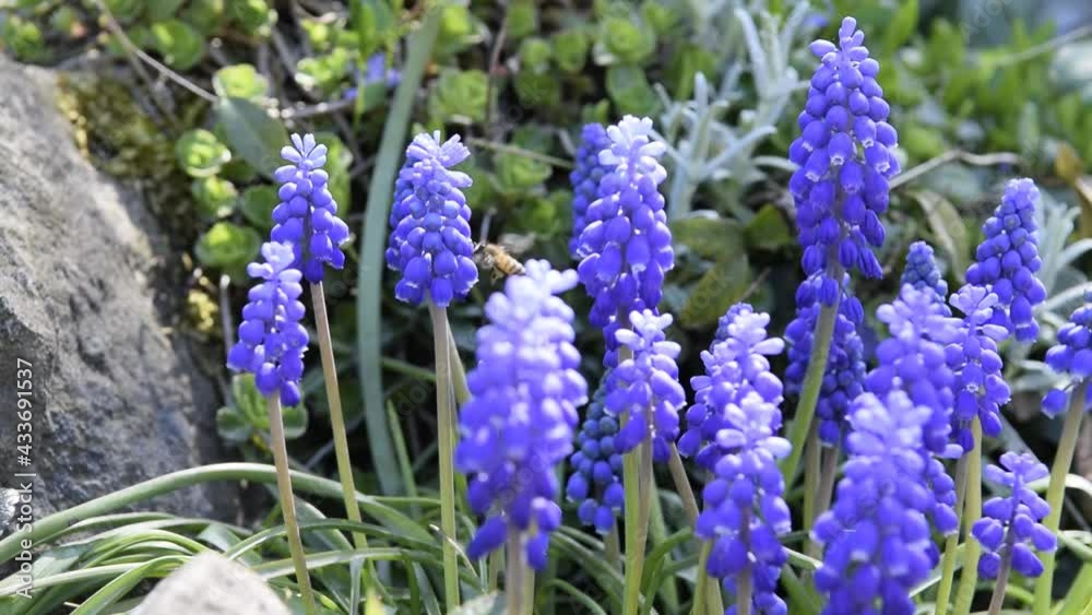 Beautiful blue muscari flowers with bee, blooming, spring, closeup with Beautiful blue muscari flowers with bee, blooming, spring, closeup with