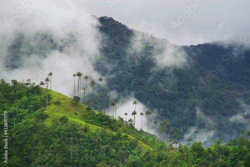 Scenic landscape of tall wax palm trees in Cocora Valley, Salento,Quindio, Colombia, South America
