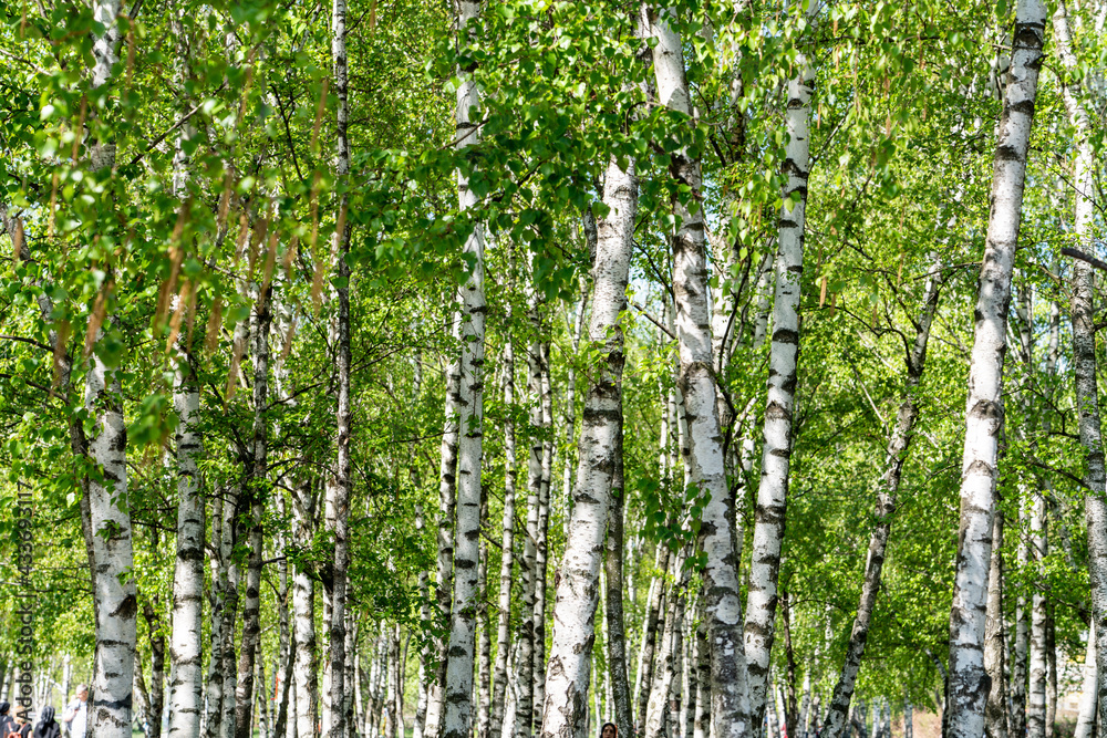 Green birch forest in sunlight Green birch forest in sunlight