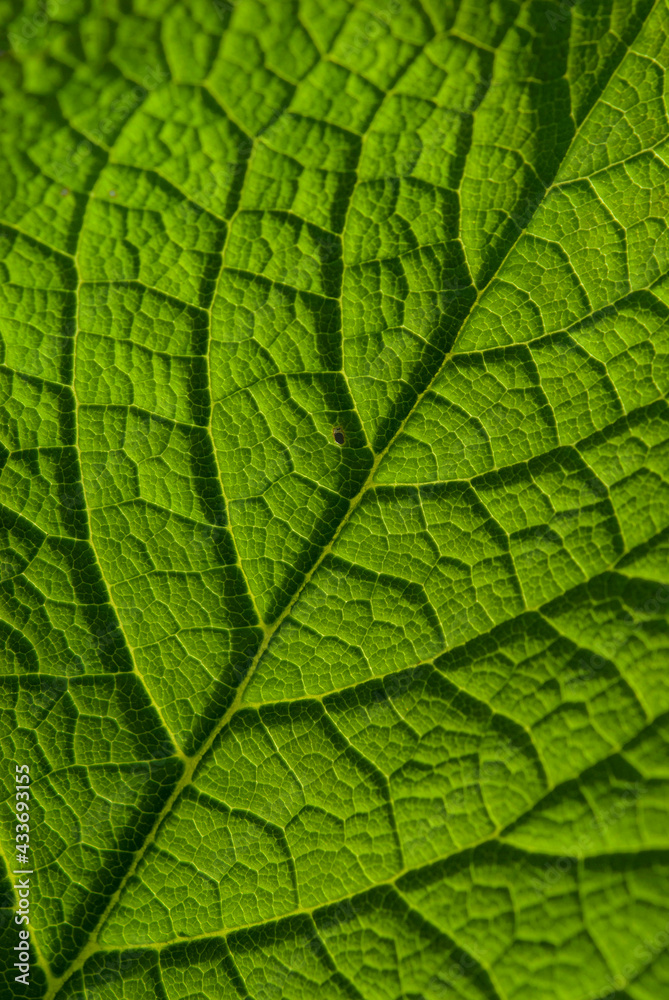 Green leaves background. Leaf texture
Green leaves background. Leaf texture