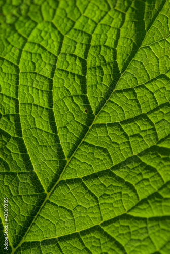 Green leaves background. Leaf texture 