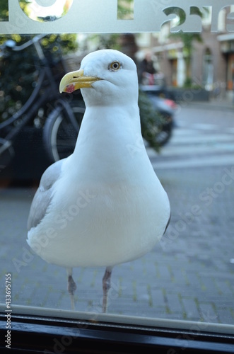 Seagull behind the window in the city
