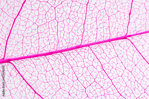 Skeleton frame leaf abstract background