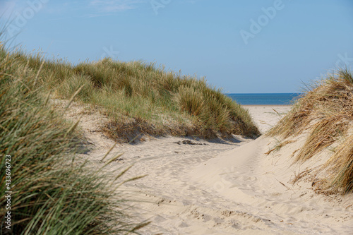 Beach view from the path sand between the dunes at Dutch north sea coastline with european marram grass (beach grass) along the dyke under blue clear sky, Noord Holland, Netherlands.