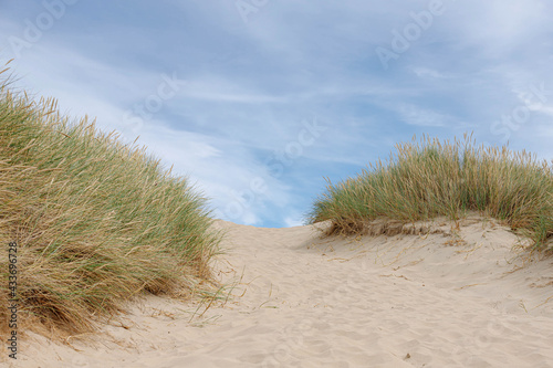 The sand dunes or dyke at Dutch north sea coastline with european marram grass (beach grass) under blue sky and white fluffy clouds, Spring landscape at North Holland, Netherlands.