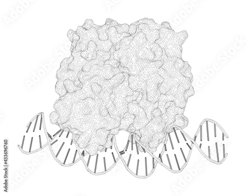 3D rendering as a line drawing of a molecule. Structural basis for glutathione-mediated activation of the virulence regulatory protein PrfA in Listeria. photo