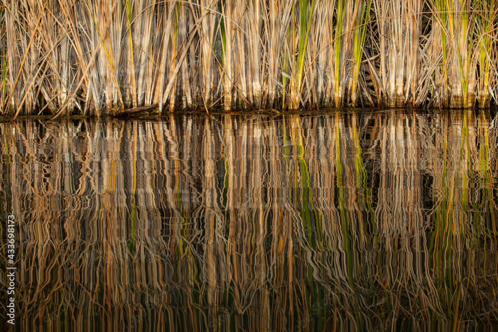 Fototapeta premium Agua y plantas