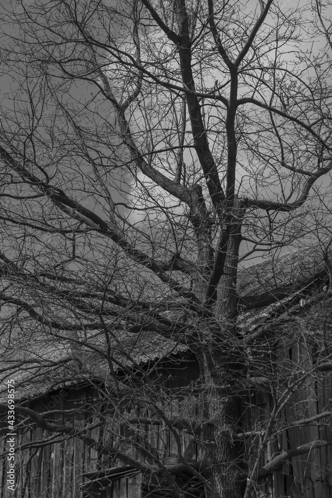 Obraz premium Old tree bw
