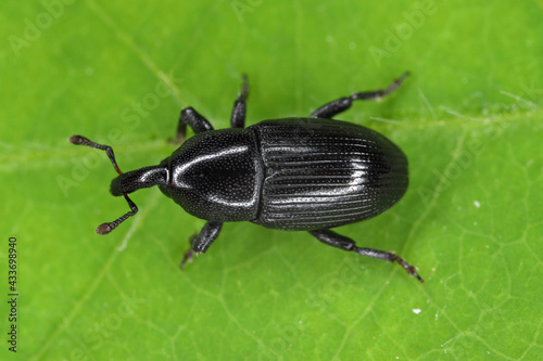 Melanobaris laticollis (formerly Baris). The larvae of this beetle from the weevil family damage cultivated plants of the cabbage family: radish, rapeseed, cabbage, cauliflower, broccoli and others. © Tomasz