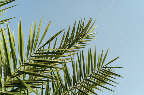 Palm leaves branches against blue sky background