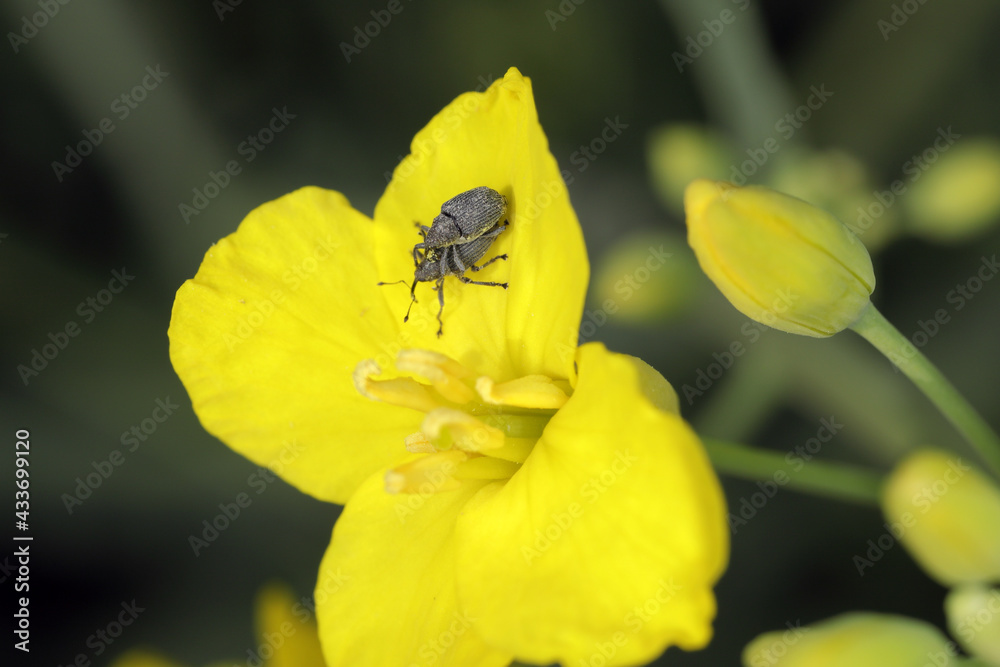 Cabbage Pod The cabbage seed pod weevil, Ceutorhynchus obstrictus (formerly called ...