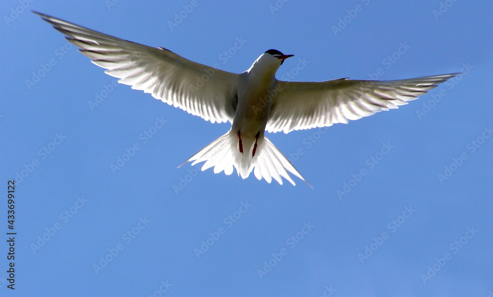 Obraz premium seagull in the sky
