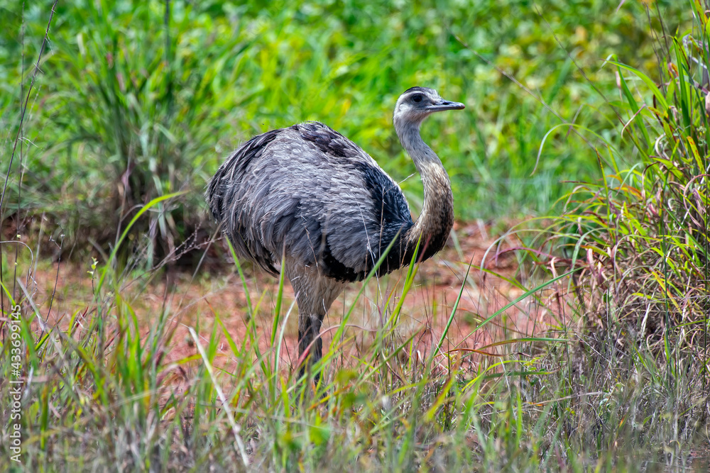 Greater Rhea photographed in Chapada dos Veadeiros National Park, Goias. Cerrado Biome. Picture made in 2015. Greater Rhea photographed in Chapada dos Veadeiros National Park, Goias. Cerrado Biome. Picture made in 2015.
