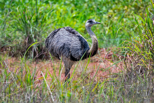Greater Rhea photographed in Chapada dos Veadeiros National Park, Goias. Cerrado Biome. Picture made in 2015.