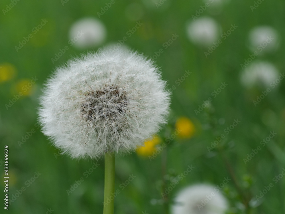 Fototapeta premium Löwenzahn – Pusteblume, Taraxacum officinale, Löwenzahnwiese 