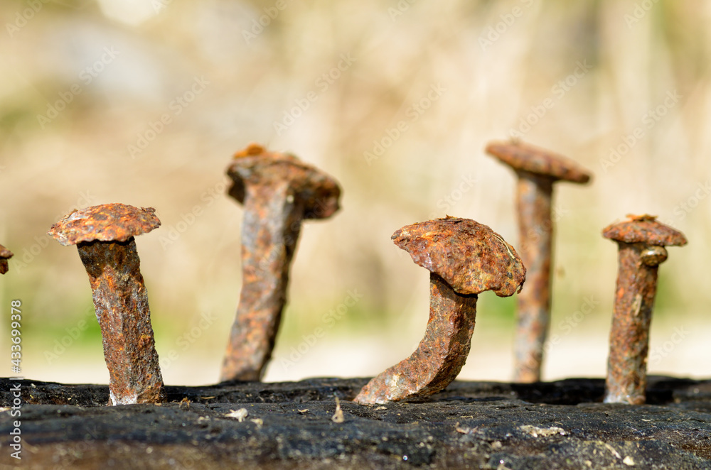 Rusty nails in a log.