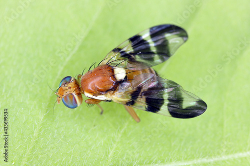 
Walnut husk fly (Rhagoletis completa) it is quarantine species of tephritid or fruit flies whose larvae damage walnuts. photo