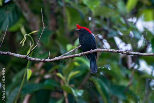 Helmeted Manakin photographed in Chapada dos Veadeiros National Park, Goias. Cerrado Biome. Picture made in 2015.